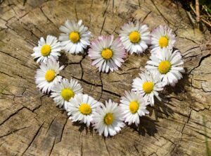 flower-hearts | Rewrite Your Journey | Rewrite Your Journey A daisy chain placed in the shape of a heart shape, onto a log.