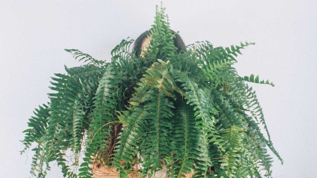 Shyness1 - Deeana-Arts